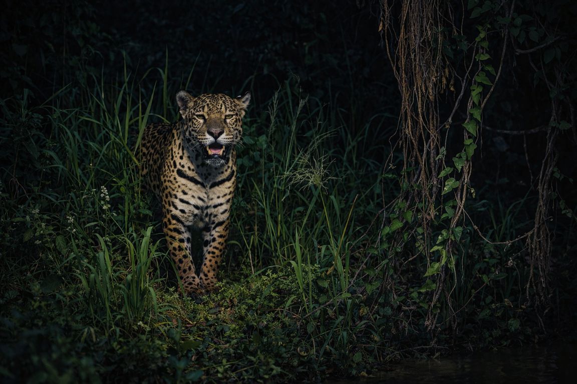 A jaguar photographed in dense rainforest, a species present in the Amazon but rarely seen by visitors