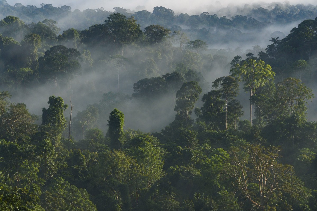 The Brazilian Amazon rainforest near Manaus