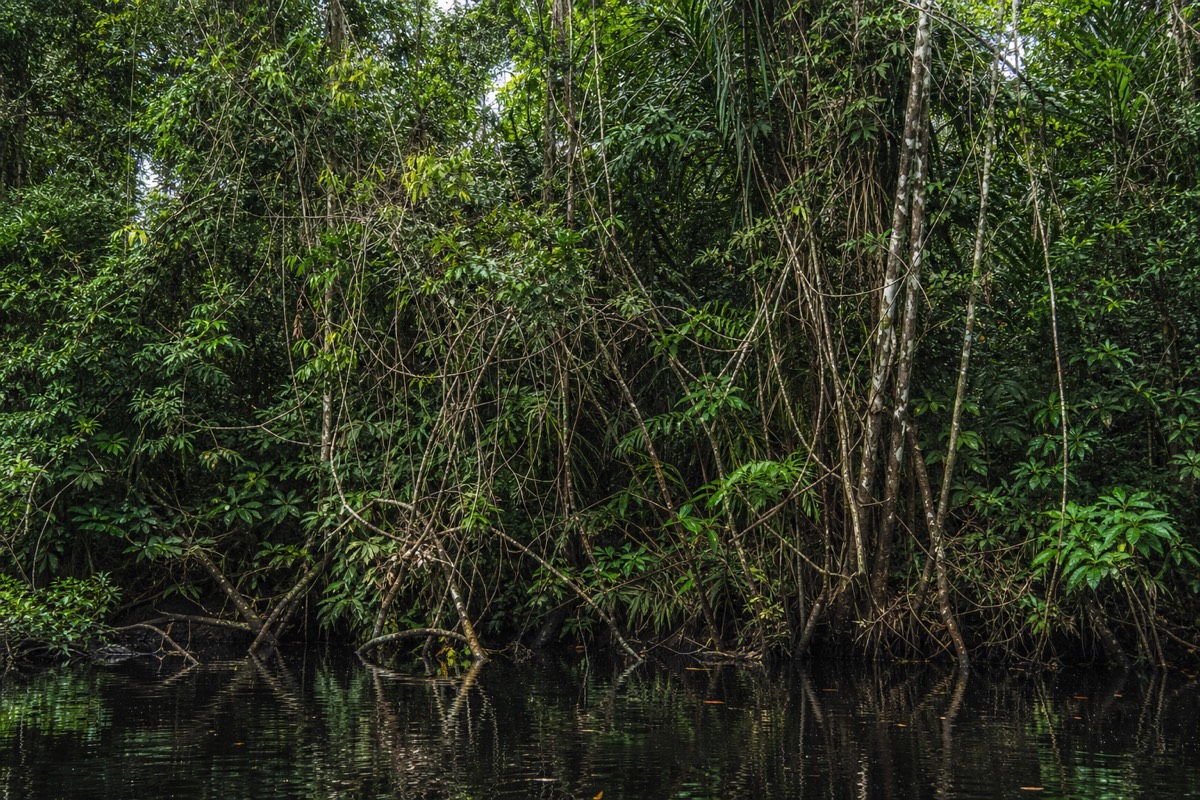 The Brazilian Amazon rainforest near Manaus