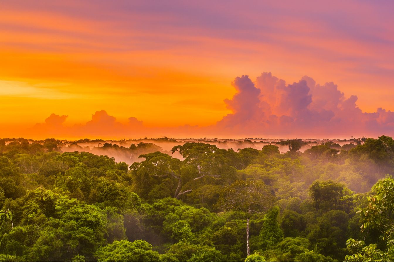 Journey Into the Amazon