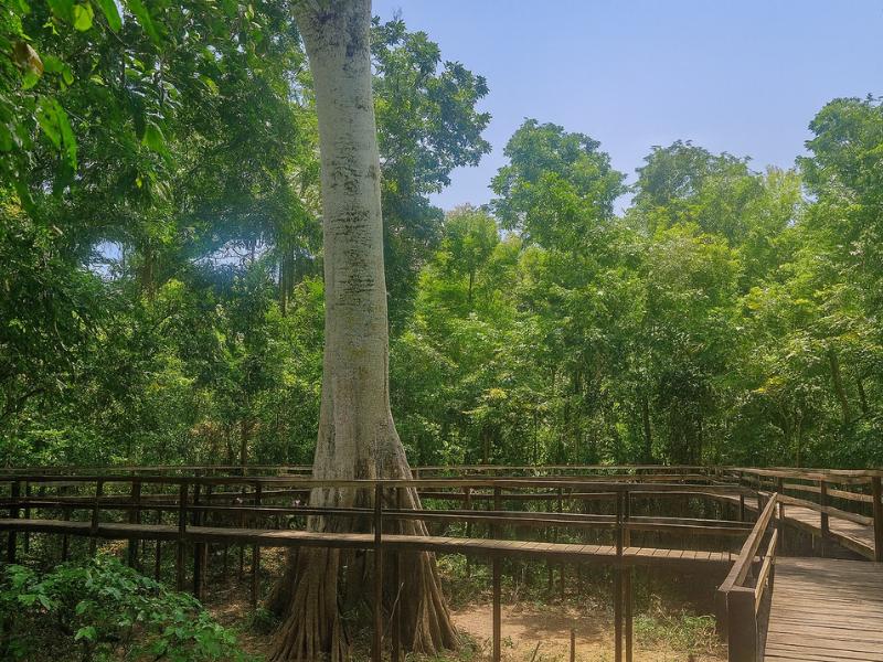 Amazon Jungle Safari from Manaus