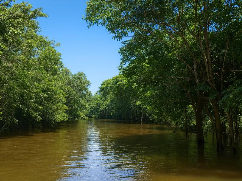 Amazon Jungle Tour: Full Day in the Rainforest