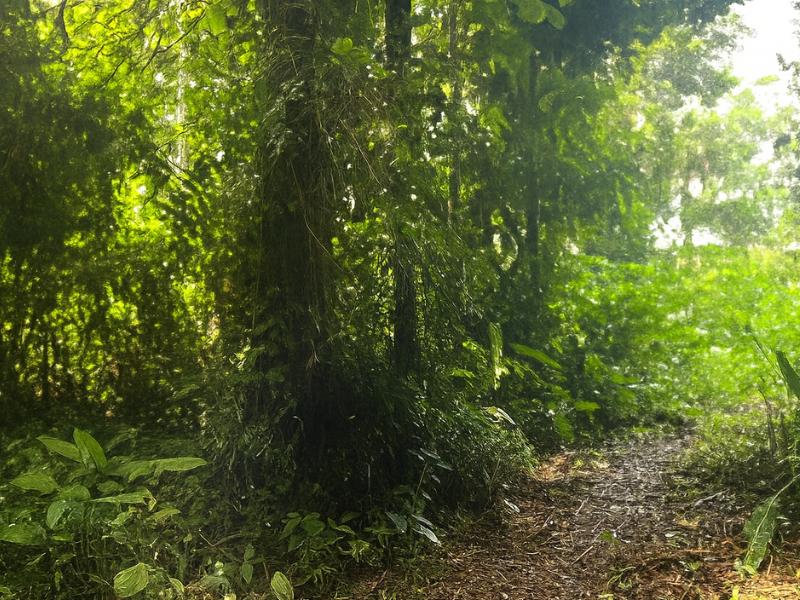 Day Tour to Amazon River & Monkey Island