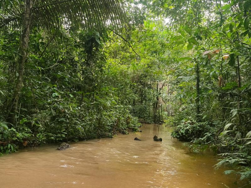 Full-Day Amazonas Birdwatching with Private Guide